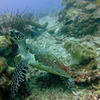 Picture taken during the dive