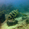 Picture taken during the dive