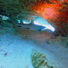 Picture taken during the dive