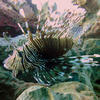 Picture taken during the dive