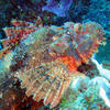Picture taken during the dive