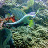 Picture taken during the dive