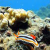 Picture taken during the dive