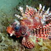 Picture taken during the dive