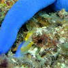 Picture taken during the dive