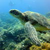 Picture taken during the dive