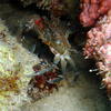 Picture taken during the dive