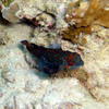 Picture taken during the dive