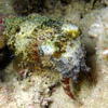 Picture taken during the dive