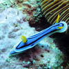 Picture taken during the dive
