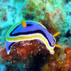 Picture taken during the dive
