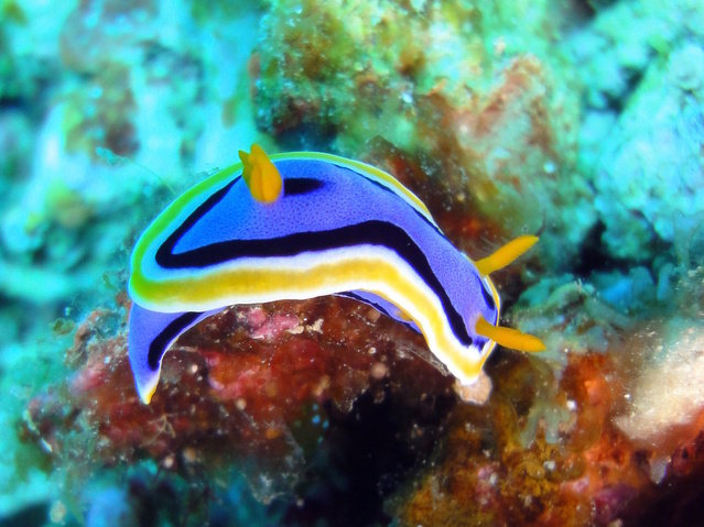 El Nido Marine Dive Center - Dive Center in Philippines