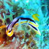Picture taken during the dive