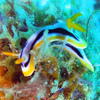 Picture taken during the dive