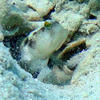 Picture taken during the dive