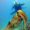 Picture taken during the dive