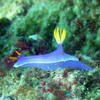 Picture taken during the dive