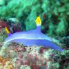 Picture taken during the dive