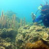 Picture taken during the dive