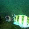 Picture taken during the dive