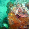 Picture taken during the dive