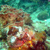 Picture taken during the dive