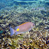 Picture taken during the dive