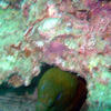 Picture taken during the dive
