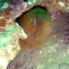Picture taken during the dive