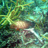 Picture taken during the dive