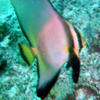 Picture taken during the dive