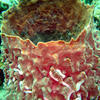 Picture taken during the dive