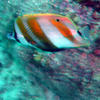 Picture taken during the dive