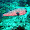 Picture taken during the dive