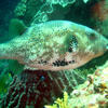Picture taken during the dive