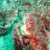 Picture taken during the dive