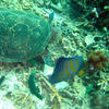 Picture taken during the dive