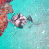 Picture taken during the dive