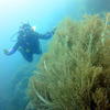 Picture taken during the dive