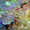 Picture taken during the dive