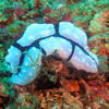 Picture taken during the dive