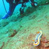 Picture taken during the dive