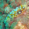 Picture taken during the dive