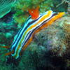 Picture taken during the dive