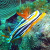 Picture taken during the dive