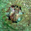 Picture taken during the dive