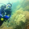 Picture taken during the dive