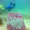 Picture taken during the dive