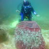 Picture taken during the dive
