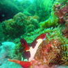 Picture taken during the dive
